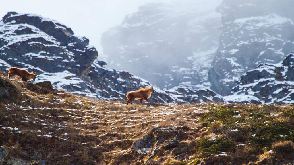 Good time see large wildlife like Himalayan Thar