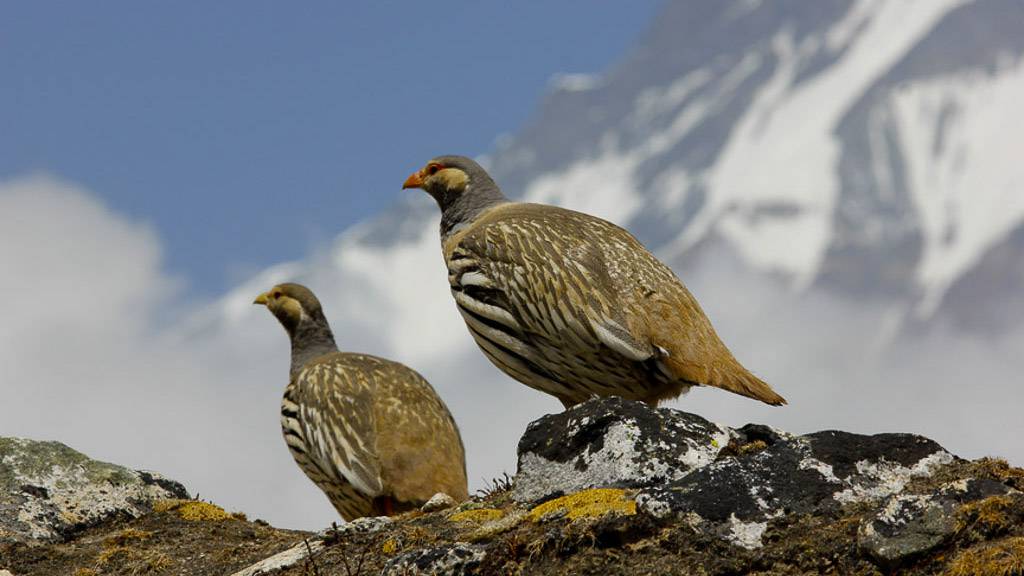wildlife