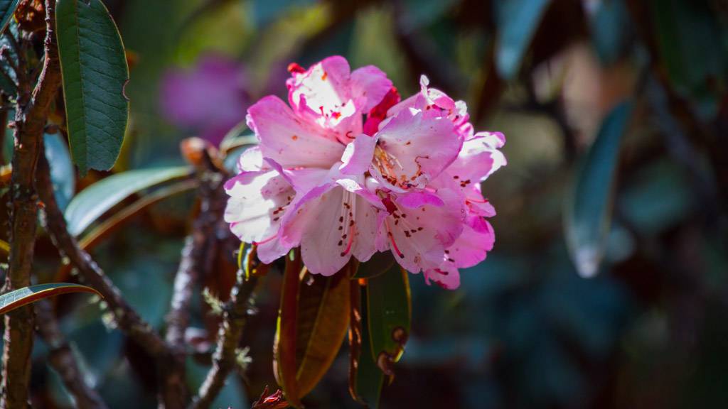Rhododendrons